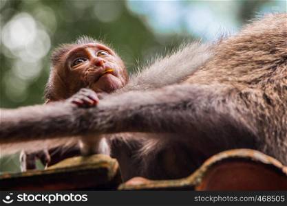 A newborn baby monkey looks at his mother adoringly in the Monkey Temple in Ubud, Bali, Indonesia