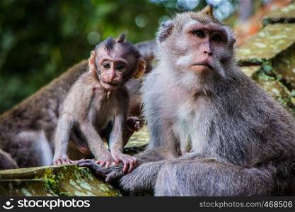 A newborn baby monkey poses with his mother in the Monkey Temple in Ubud, Bali, Indonesia