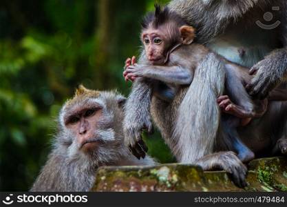 A newborn baby monkey snuggles mom for warmth in the Monkey Temple in Ubud, Bali, Indonesia