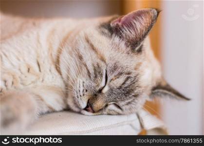 A nice cat breed European sleeping blissful