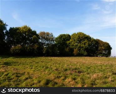 a nice country tree line lush growing green in a field on a peaceful sunny day outside gorgeous