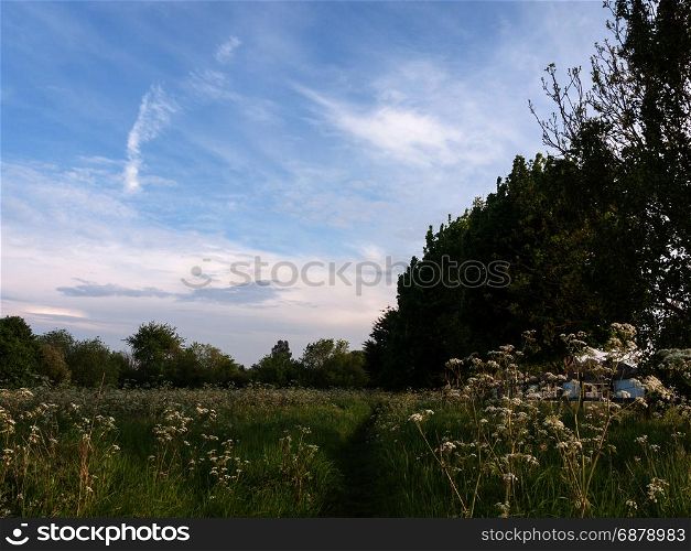 a nice path walkway through a countryside meadow with trees and cow parsley peaceful and lush stunning