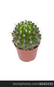 A nice specimen of cactus, isolated on white background