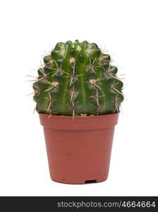 A nice specimen of cactus, isolated on white background