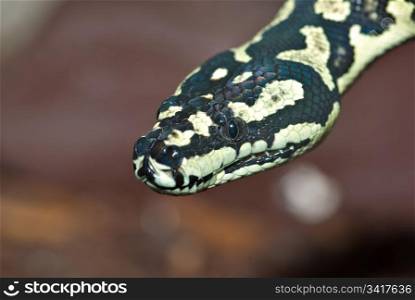 a nice yellow and black carpet python looks at the camera. python