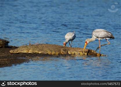 A Nile crocodile basking in shallow water with foraging yellow-billed storks, Kruger National Park, South Africa
