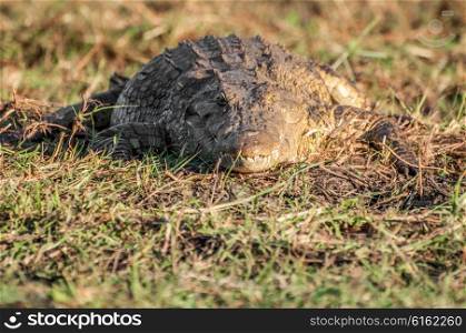 A Nile crocodile lie in the late afternoon sun on the banks of the Chobe River in Botswana