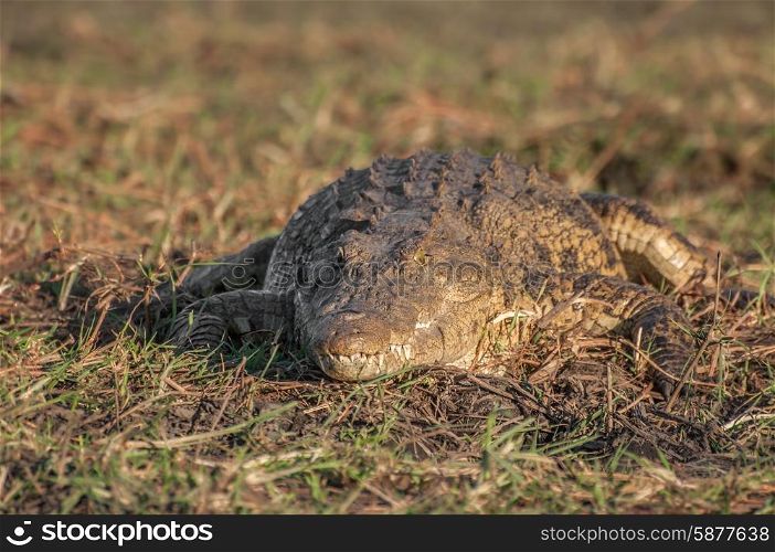 A Nile crocodile lies in the heat of the sun on a late afternoon on the banks of the Chobe river in Botswana.