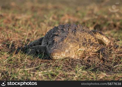 A Nile crocodile lies in the heat of the sun on a late afternoon on the banks of the Chobe river in Botswana.