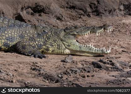 A Nile Crocodile on the banks of the Chobe River in northern Botswana, Africa.