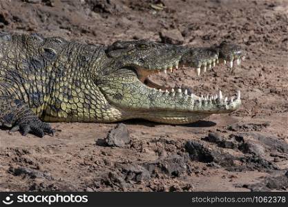 A Nile Crocodile on the banks of the Chobe River in northern Botswana, Africa.