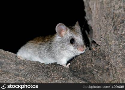 A nocturnal Acacia tree rat (Thallomys paedulcus) sitting in a tree, South Africa