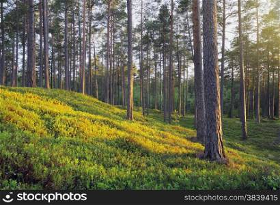 A Nordic Pine Forest in Evening Light