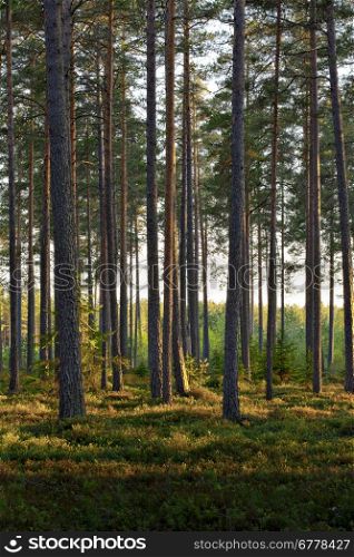 A Nordic Pine forest in evening light.