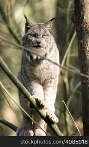 A North American Bobcat stands on a limb looking att the camera