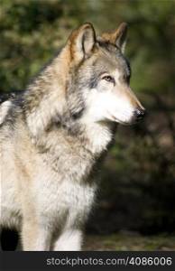 A North American Timber Wolf standing