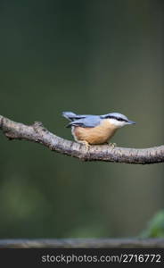 A Nuthatch Perching On A Tree Branch