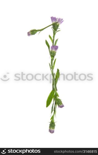 A One Made Of Purple Flowers