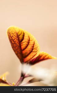 A orange leaf, with purple veins, grows against a neutral, brown background.. Orange Textured Leaf