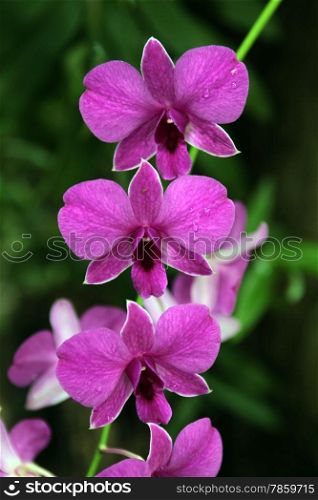 a orchidee flower in the city of chiang mai in the north of Thailand in Southeastasia. &#xA;&#xA;&#xA;