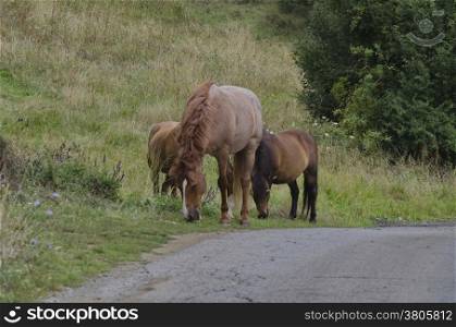 A pack of horses in the meadow with way