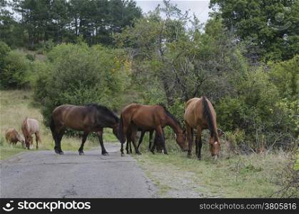 A pack of horses in the meadow with way