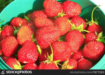a pailful of ripe strawberry. a pailful of red and ripe fresh strawberry