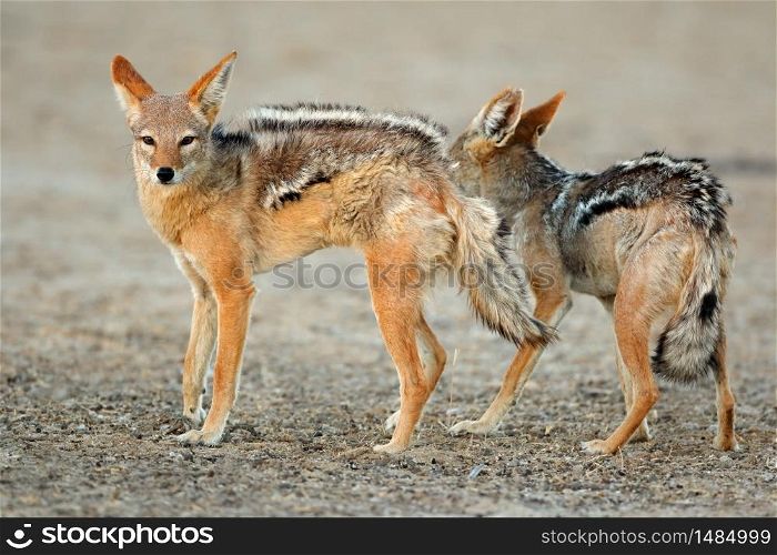 A pair of black-backed jackals (Canis mesomelas), Kalahari desert, South Africa