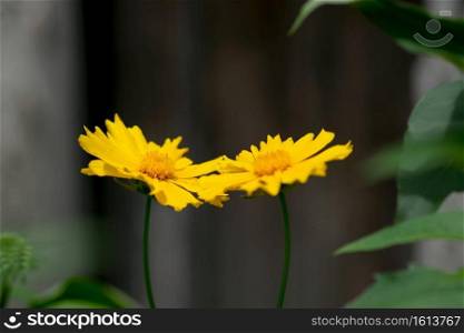 A pair of bright, yellow coreopsis flowers bloom against a dark background.. Coreopsis Duo