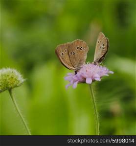 A pair of brown butterfly resting on a pink flower. Two butterflies on flower