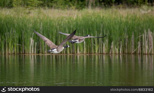 A pair of Canada Geese (Branta canadensis) in flight over river