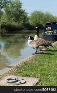 A pair of Canada Geese on the Kennett and Avon Canal by a boat
