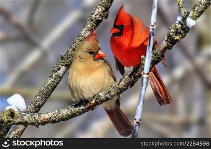 A pair of cardinals perching on tree branch