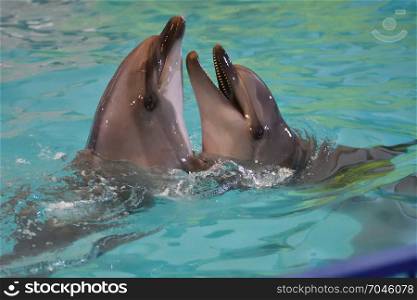 A pair of dolphins swim and play in the water