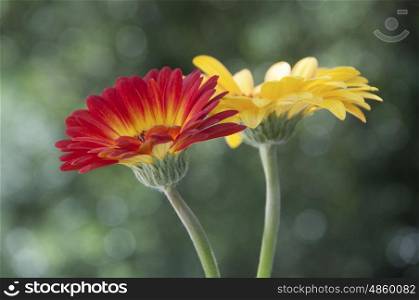 A pair of intertwined Gerberra flowers in red and yellow