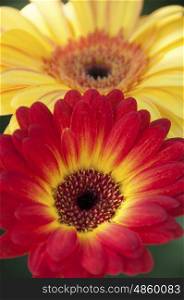 A pair of intertwined Gerberra flowers in red and yellow