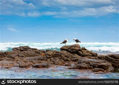 A pair of large seagull sitting on a rock on Cape Towns wild coastline