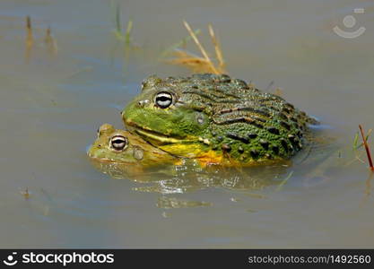 A pair of mating African giant bullfrogs (Pyxicephalus adspersus) in shallow water, South Africa