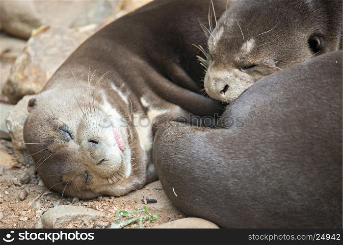 A pair of Oriental Short-Clawed Otters cuddling
