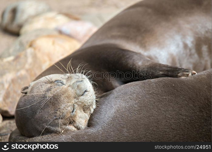 A pair of Oriental Short-Clawed Otters cuddling