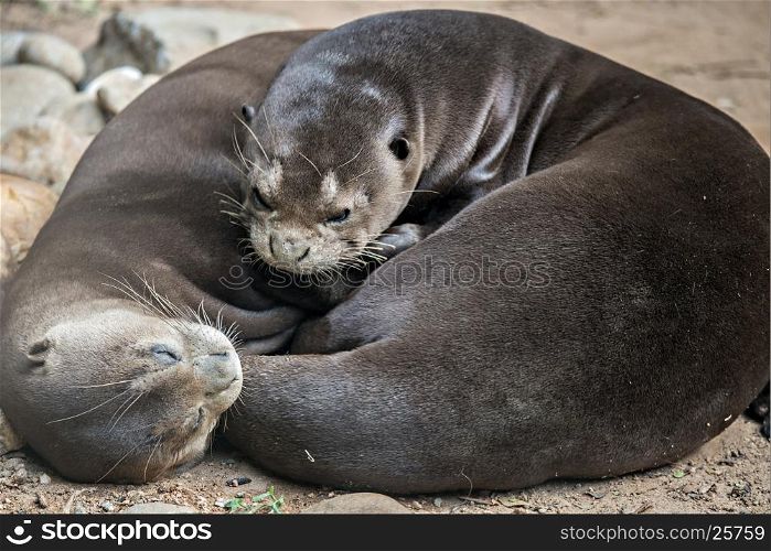 A pair of Oriental Short-Clawed Otters cuddling