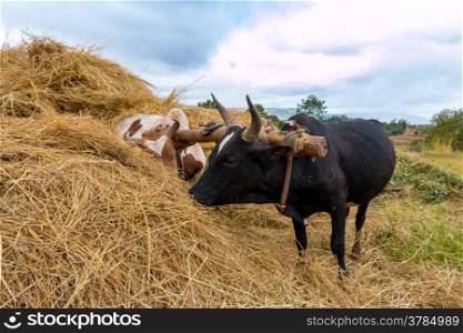 A pair of oxen fitted with a yoke eating from a haystack