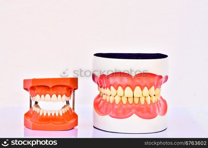 A pair of plastic human teeth models