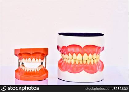 A pair of plastic human teeth models