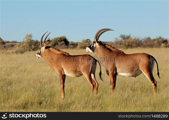 A pair of rare roan antelopes (Hippotragus equinus) in natural habitat, South Africa