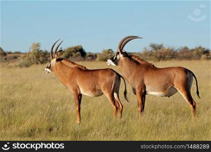 A pair of rare roan antelopes (Hippotragus equinus) in natural habitat, South Africa