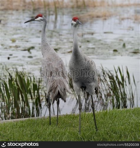 A Pair of Sandhill Cranes