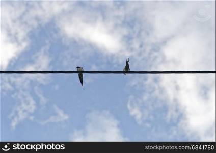 a pair of swallows on electric power line