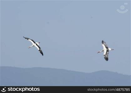 A pair of white storks flying together