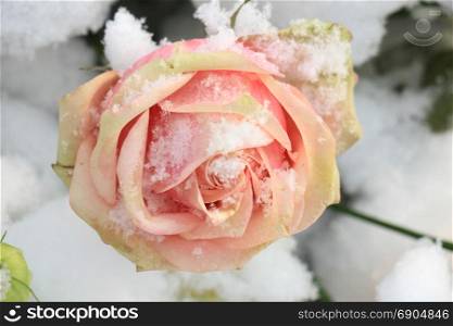 a pale pink rose in the fresh snow